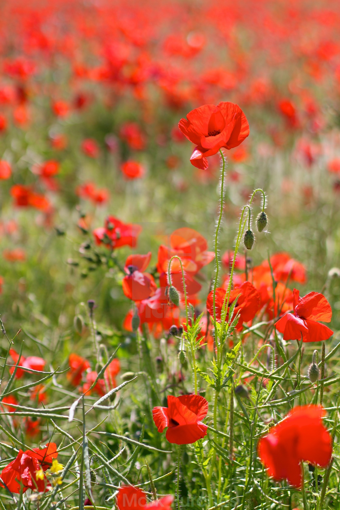 "Red Poppies in Wild Poppy Fields" stock image