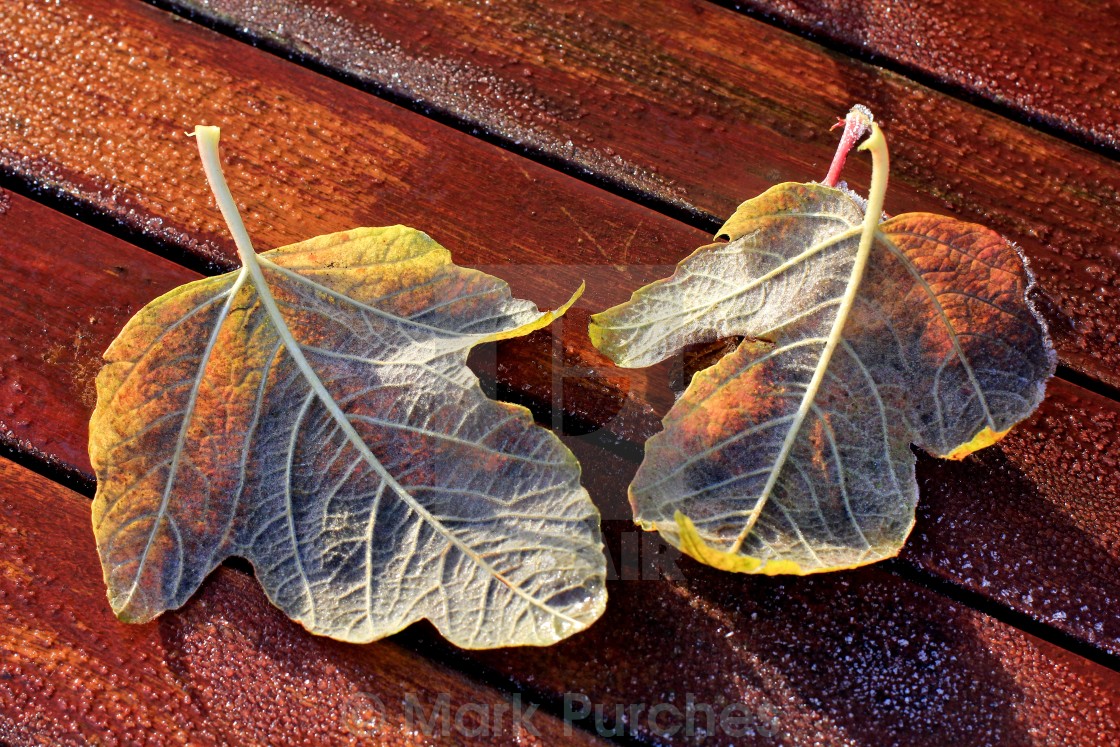 "Two Frosty Leaves on Red Wooden Table" stock image