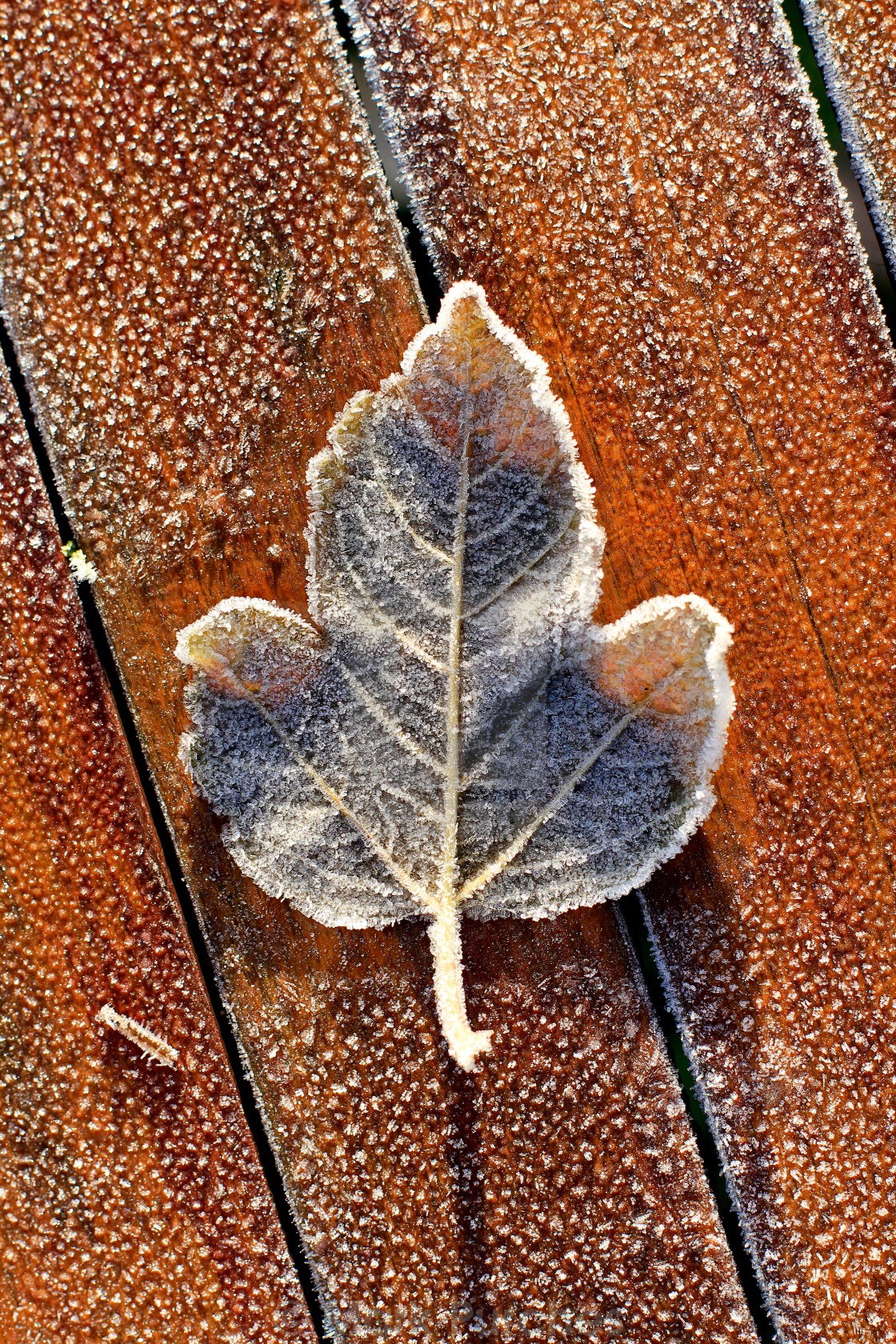 "Single Frosty Leaf on Wooden Table" stock image