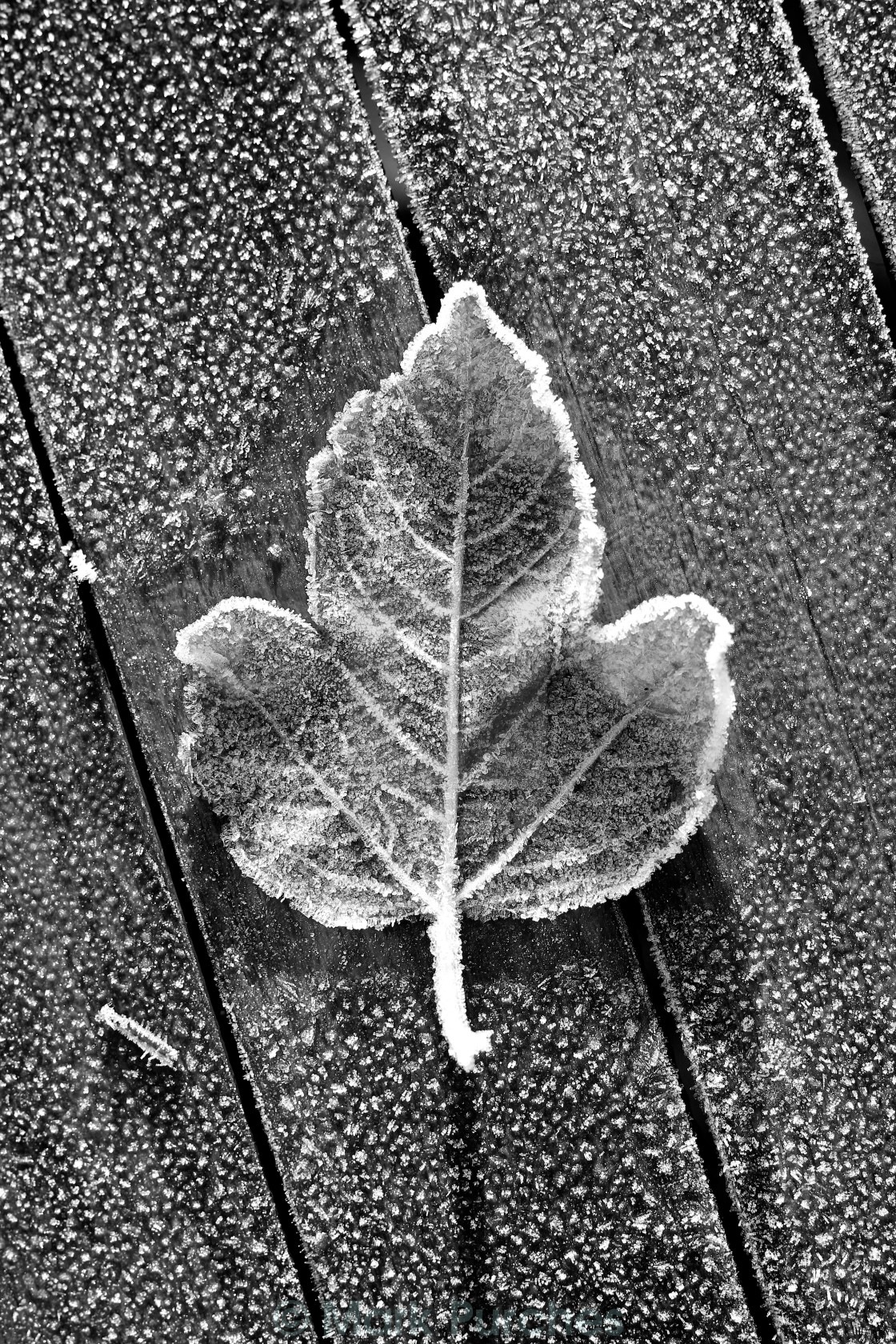 "Black White Single Frosty Leaf on Wooden Table" stock image