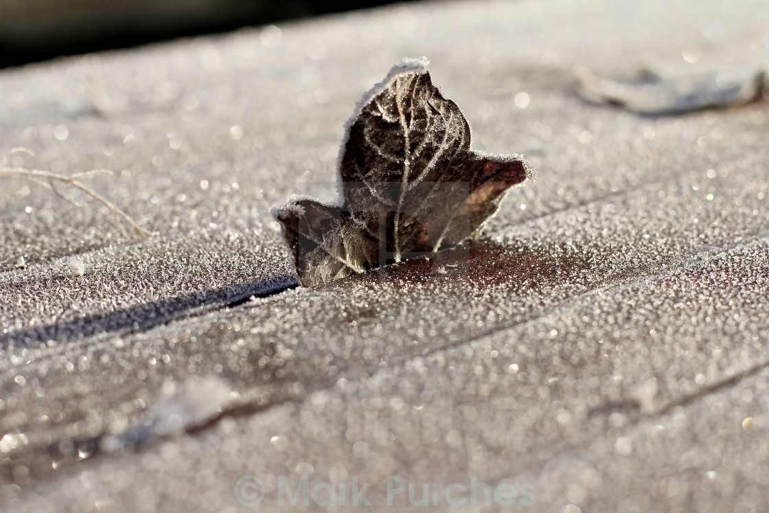 "Brown Single Frosty Leaf Standing on Wooden Table" stock image