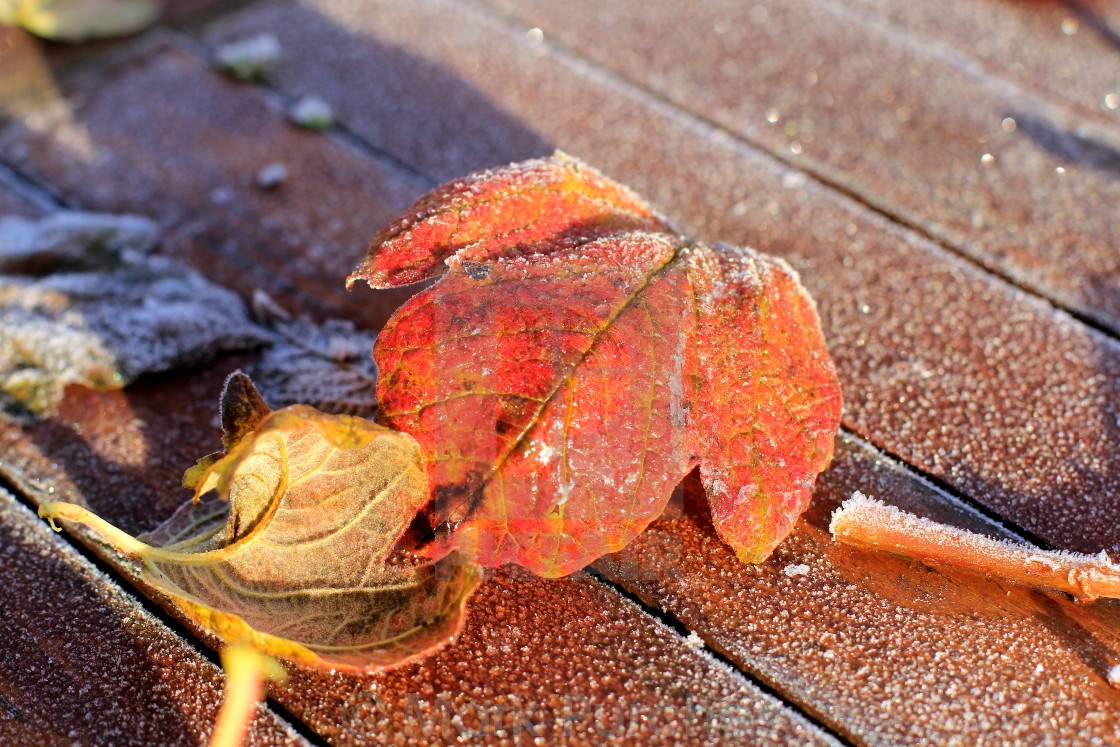 "Two Frosty Leaves on Red Wooden Table" stock image