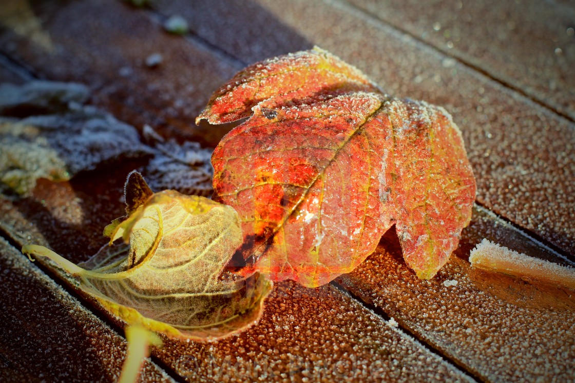 "Two Frosty Leaves on Red Wooden Table" stock image