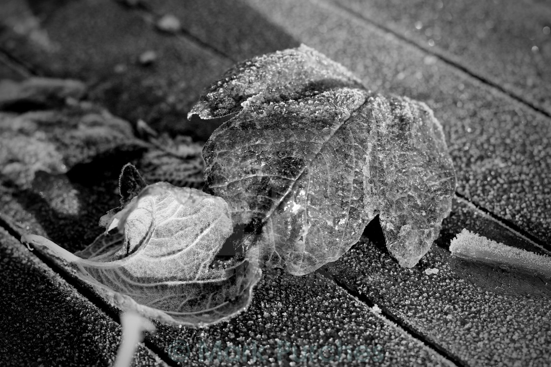 "Black White Frosty Leaves on Red Wooden Table" stock image