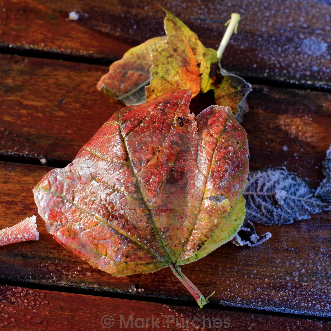 "Frosty Wet Leaves Square" stock image