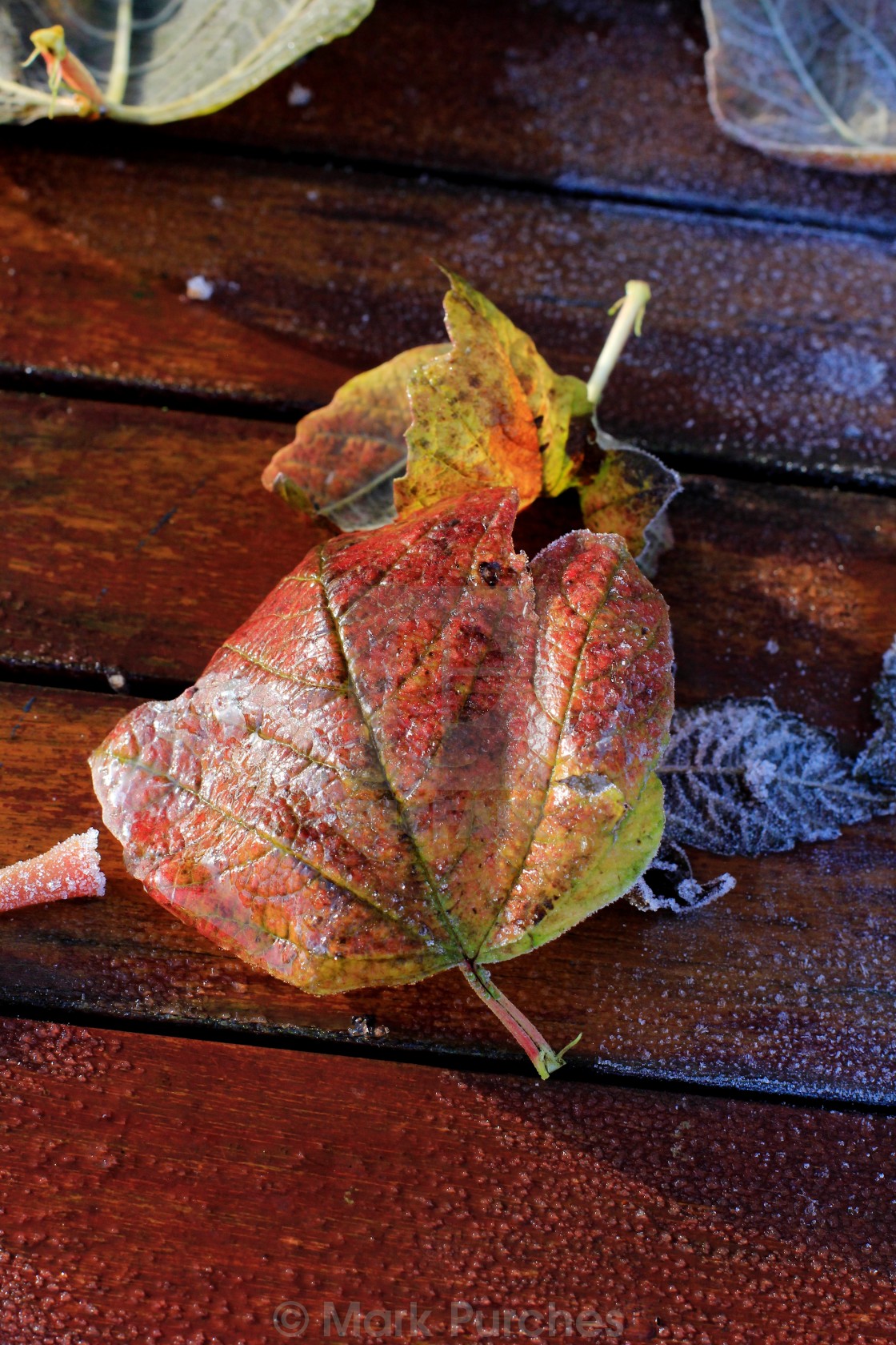 "Frosty Wet Leaves on Red Wooden Table" stock image