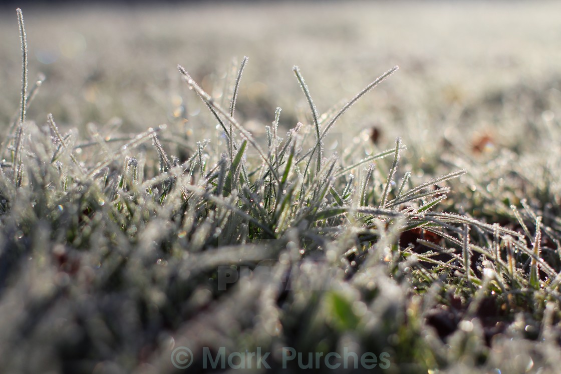 "Frosty Grass in Winter Sun" stock image