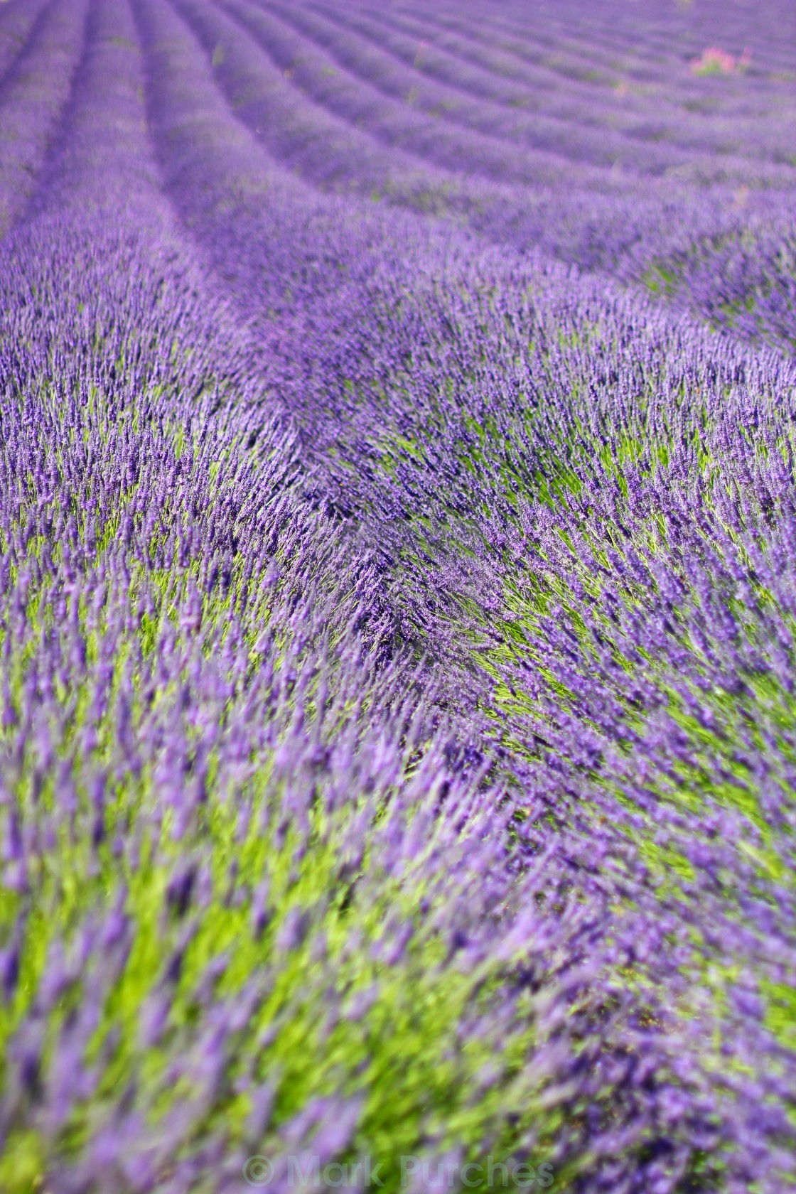 "Violet Lavender Field Bloom" stock image