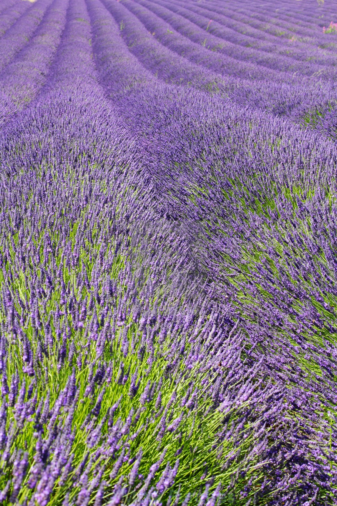 "Violet Lavender Field Bloom" stock image