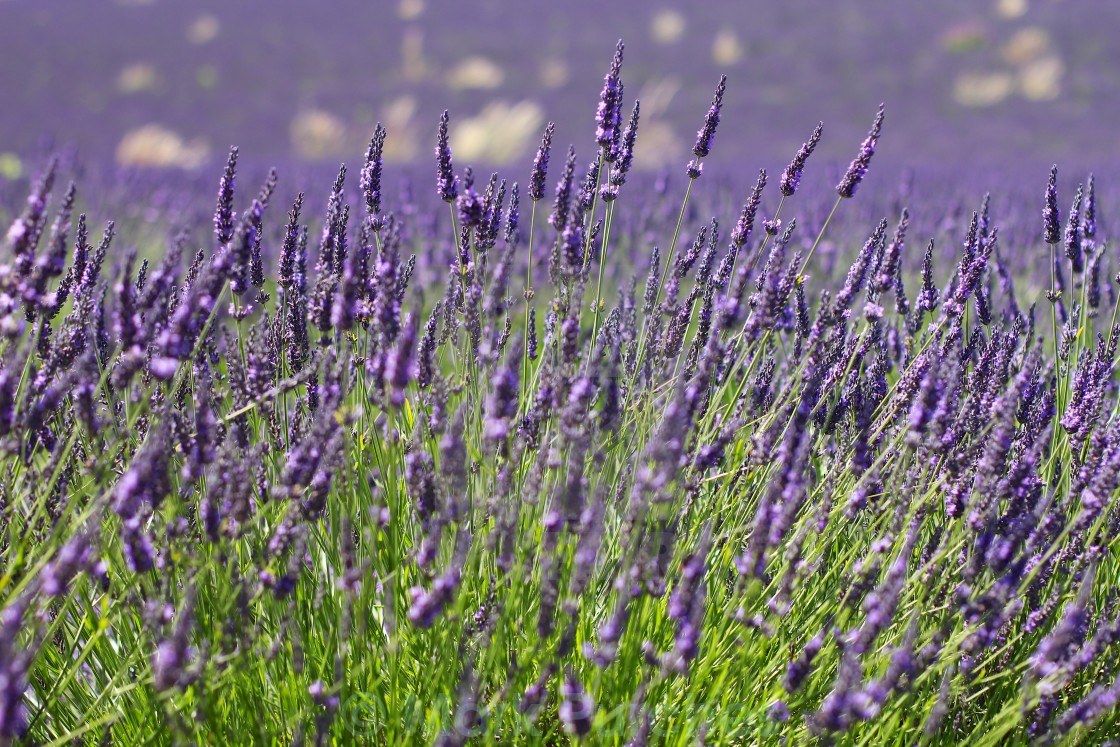 "Violet Lavender Field Bloom" stock image