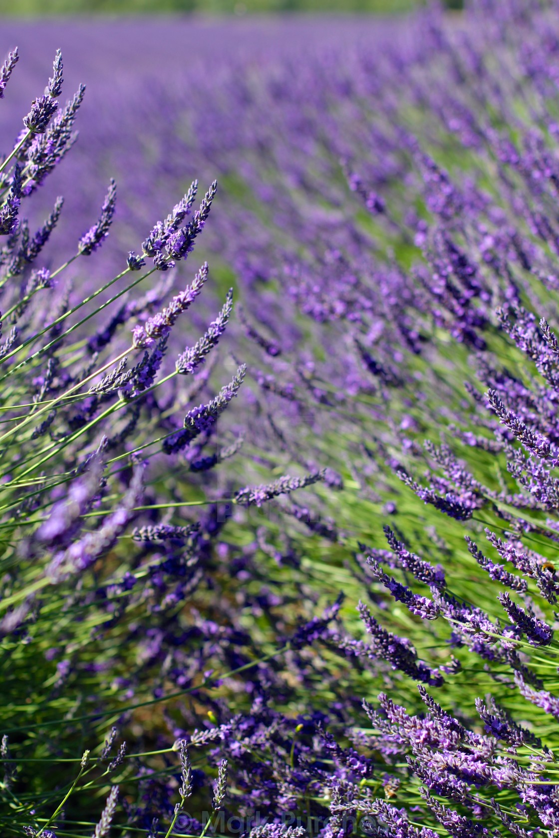 "Violet Lavender Flowers in Full Bloom" stock image