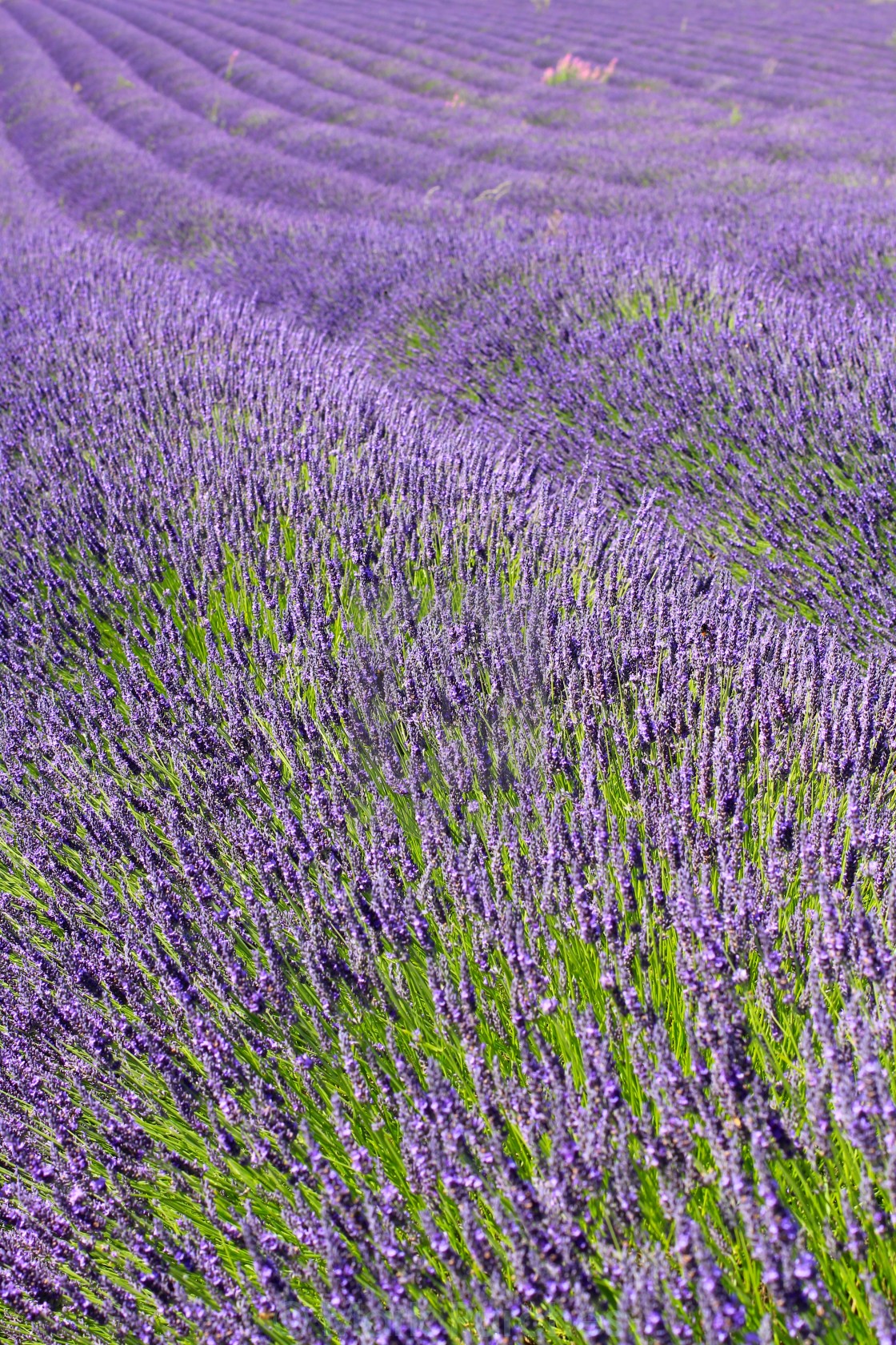 "Violet Lavender Field Bloom" stock image