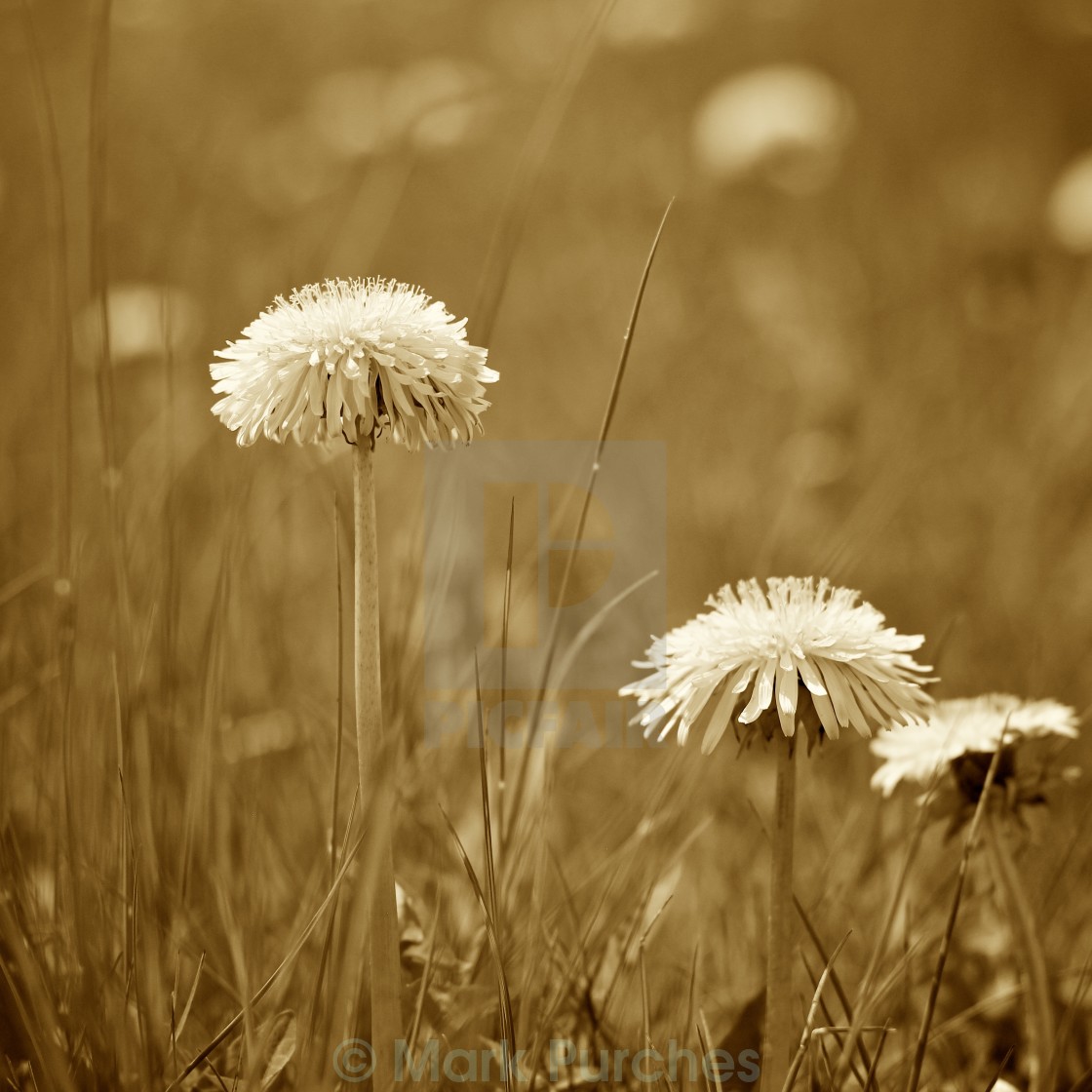 "Sepia Dandelions in Spring" stock image