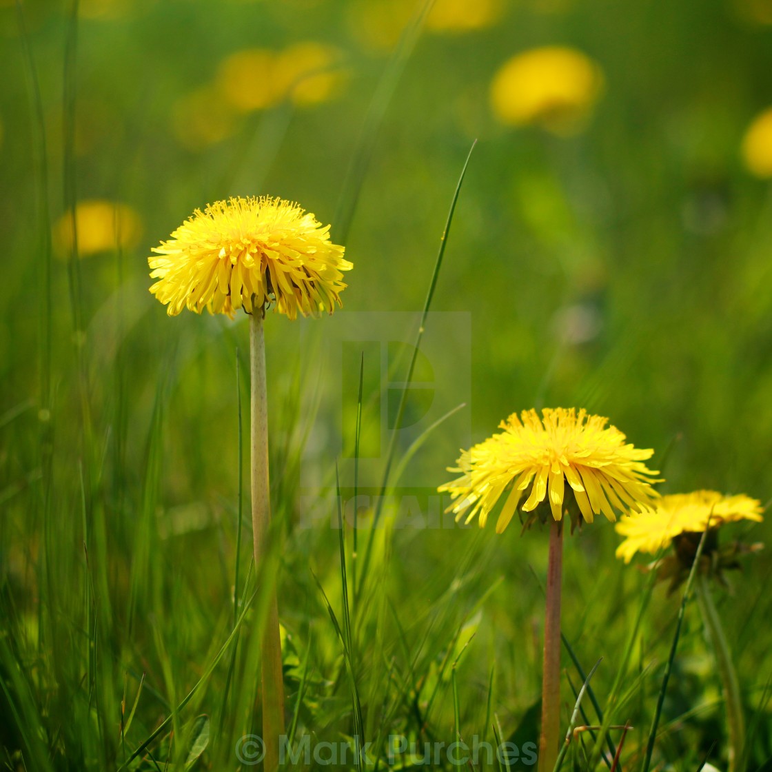 "Natural Dandelions in Spring" stock image