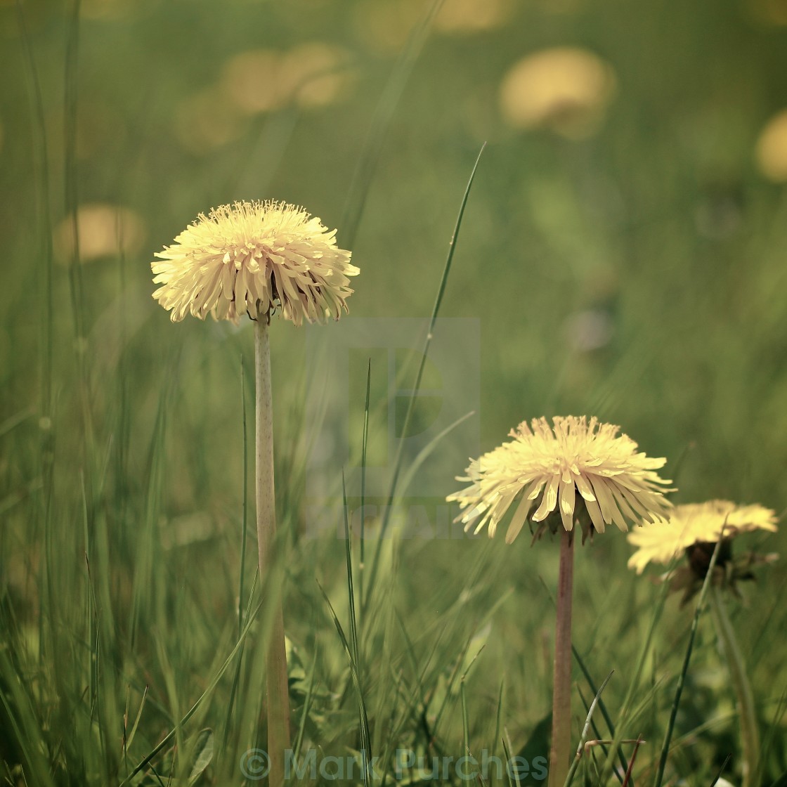 "Dandelions in Spring" stock image