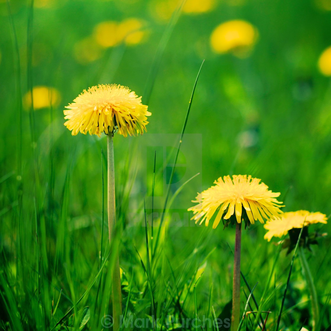 "Vivid Dandelions in Spring" stock image