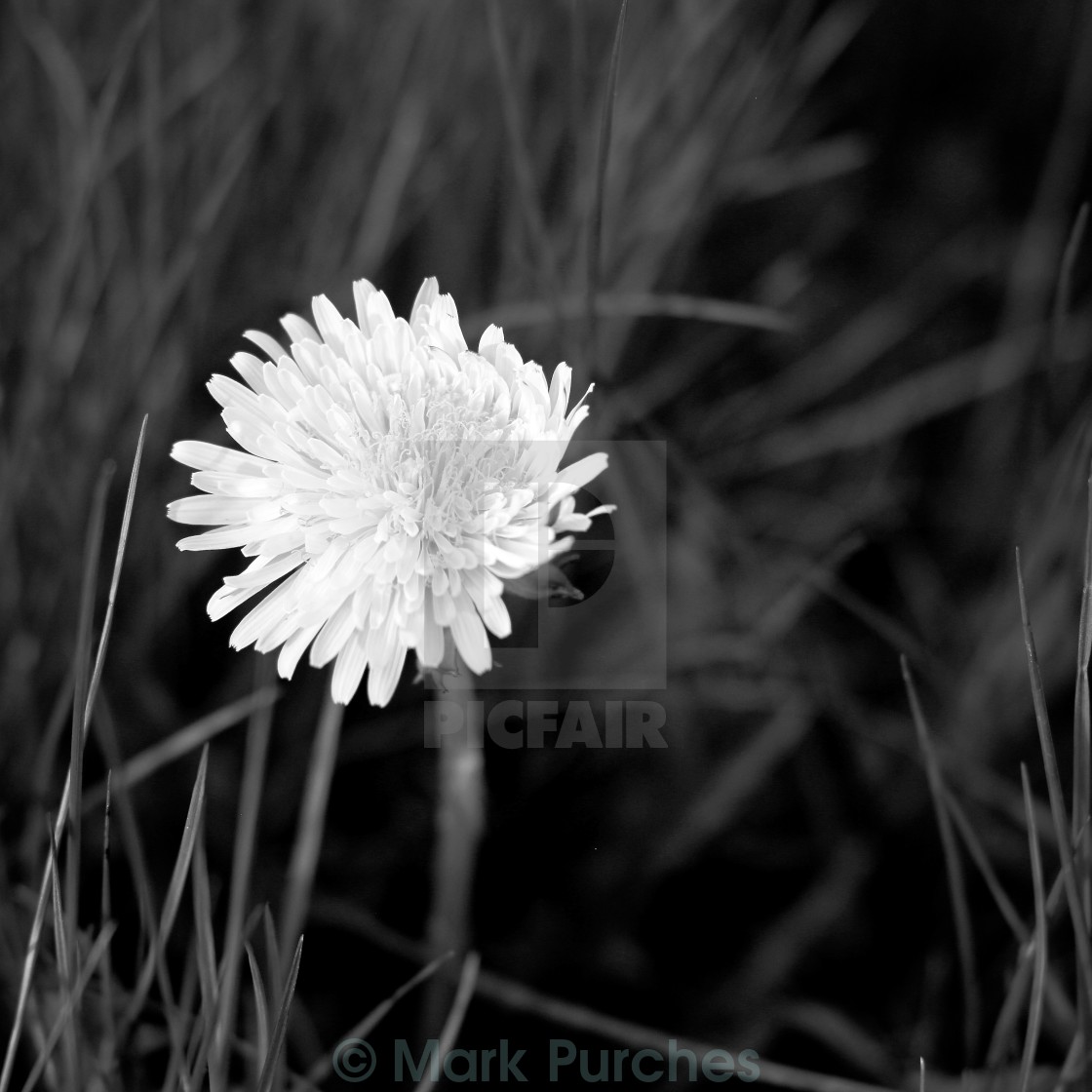 "Black and White Dandelion in Spring" by Mark Purches - $12.62 "Black and White Dandelion in Spring" stock image