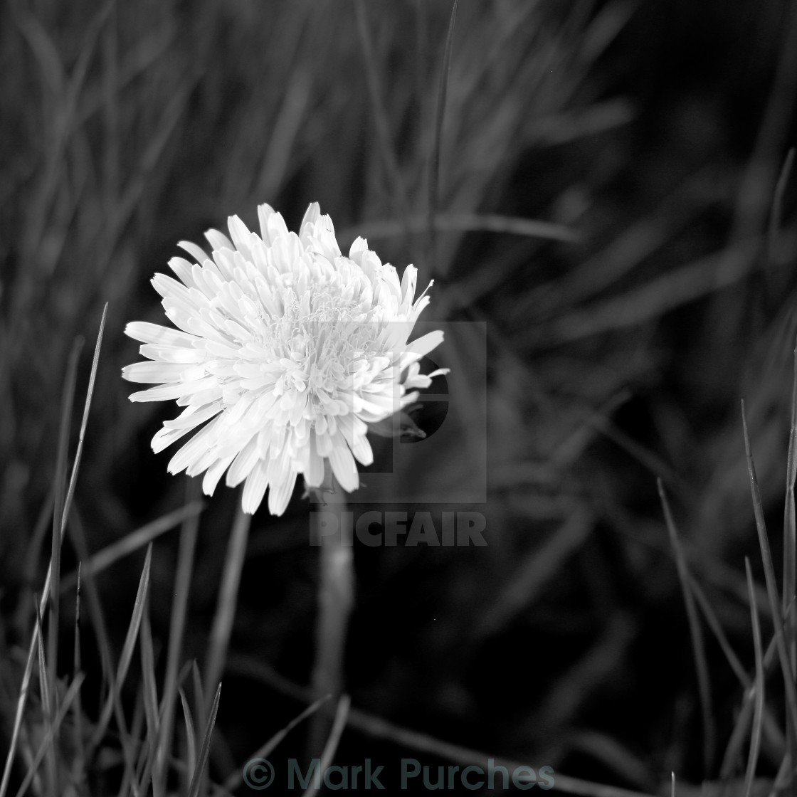 "Black and White Dandelion in Spring" stock image