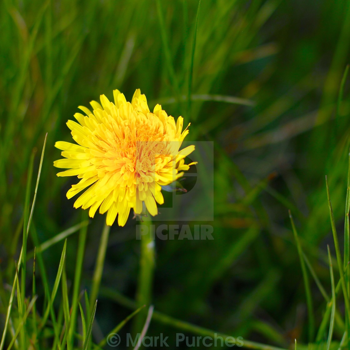 "Natural Yellow Dandelion in Spring" by Mark Purches - $12.62 "Natural Yellow Dandelion in Spring" stock image