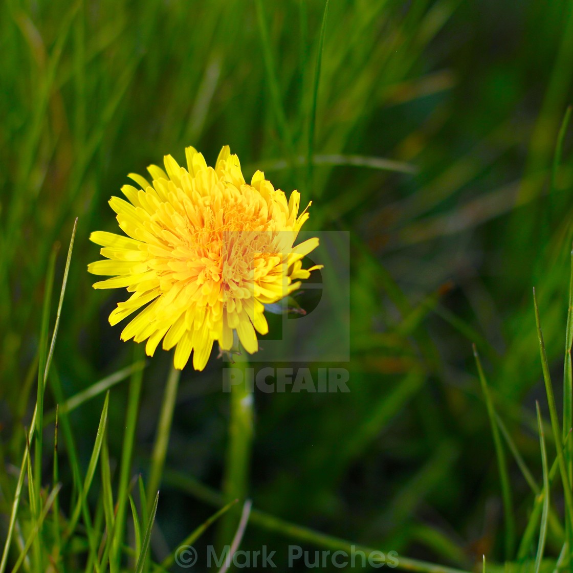 "Natural Yellow Dandelion in Spring" stock image