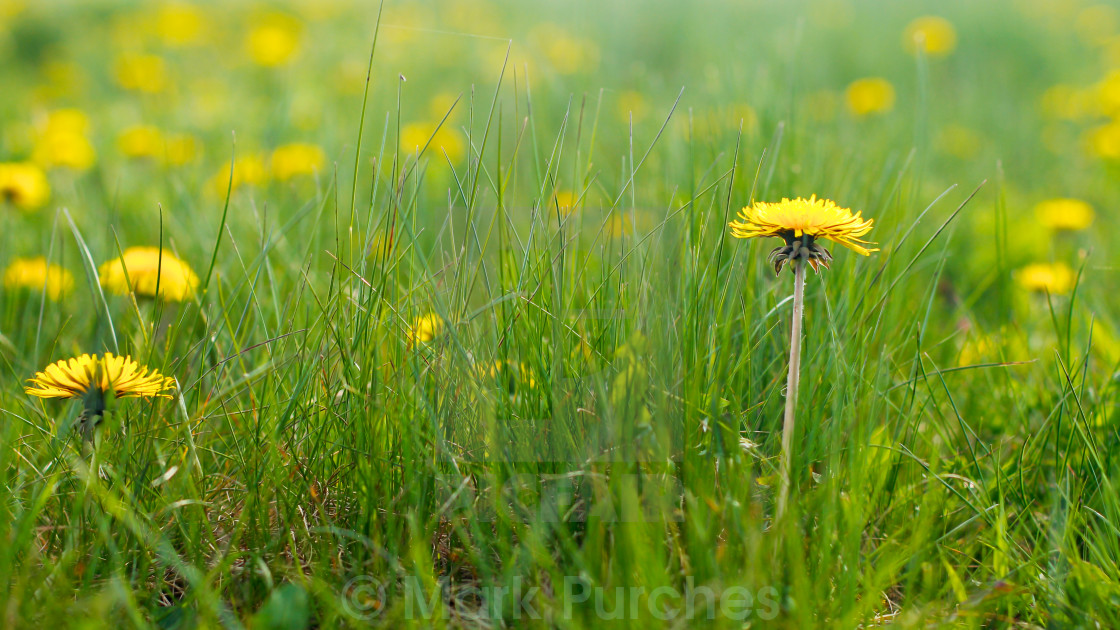 "Natural Dandelions in Spring" stock image