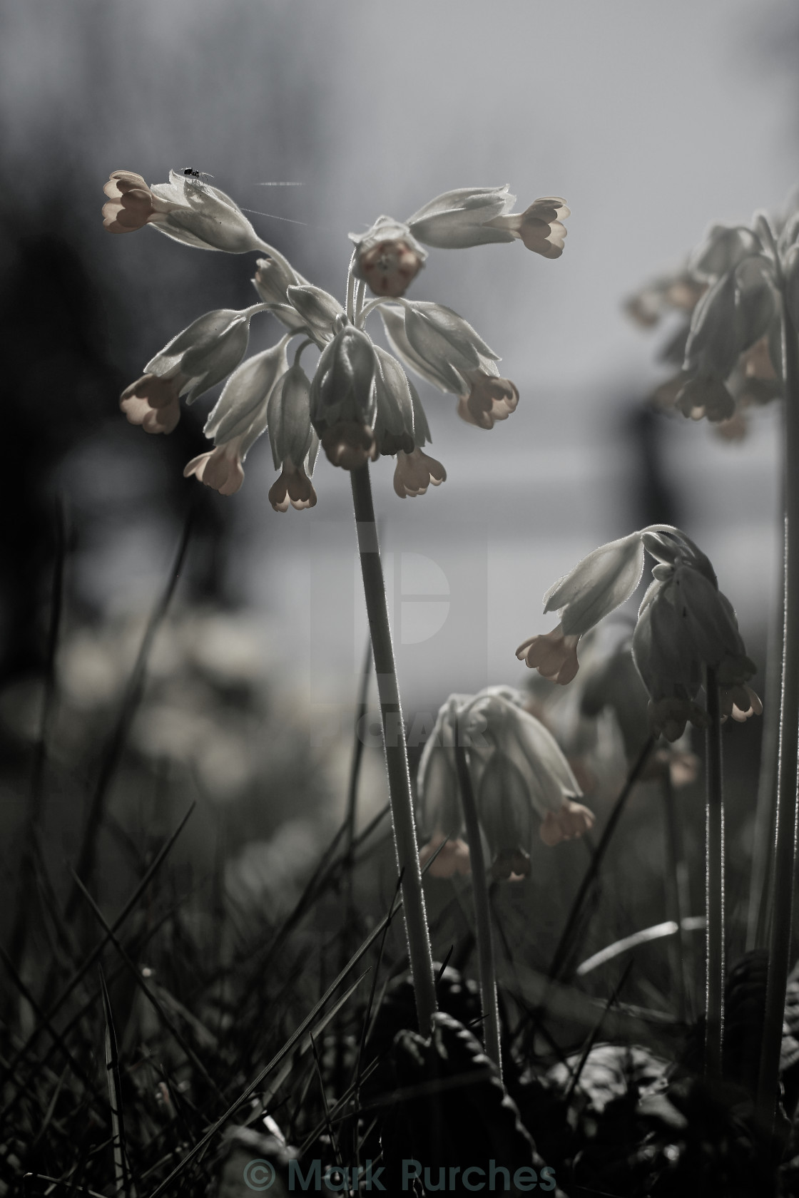 "Black White Cowslip Flowers and Spider in Spring" stock image