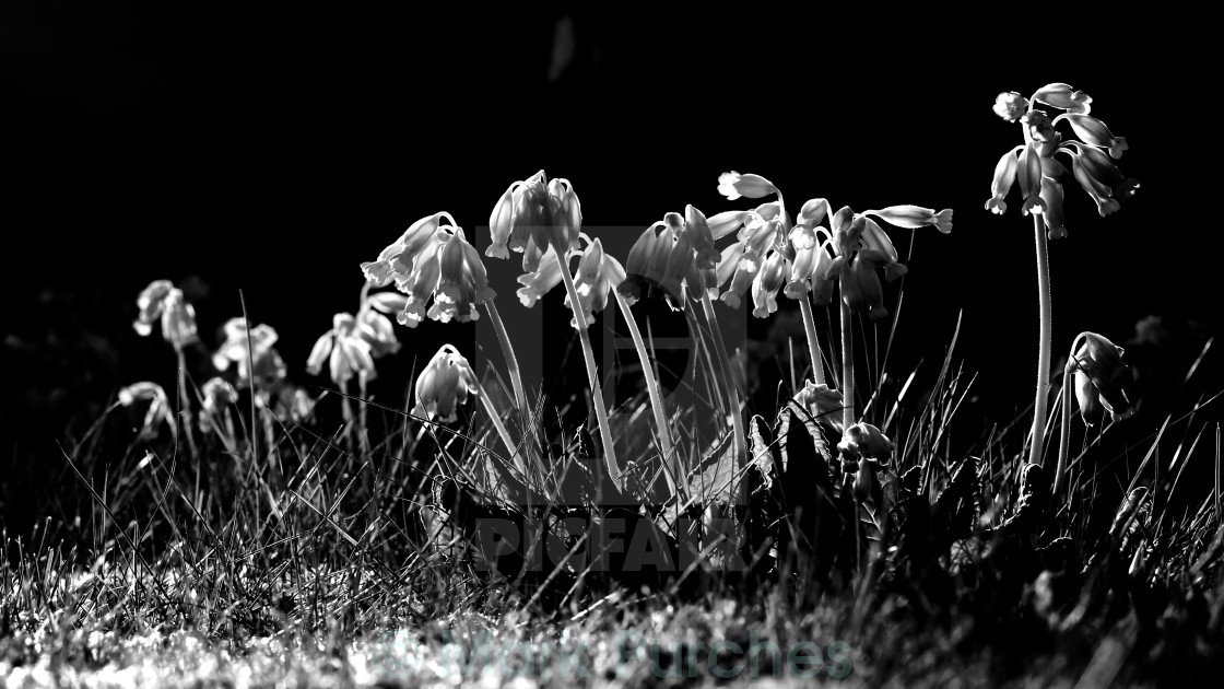 "Black White Cowslip Flowers in Spring" stock image