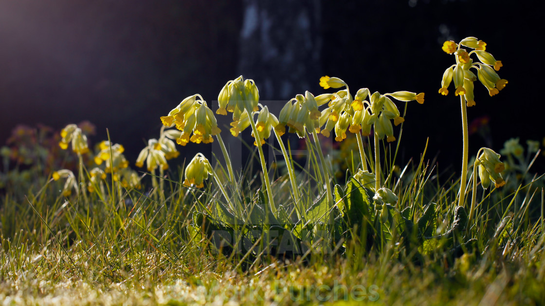 "Cowslip Flowers in Spring" stock image