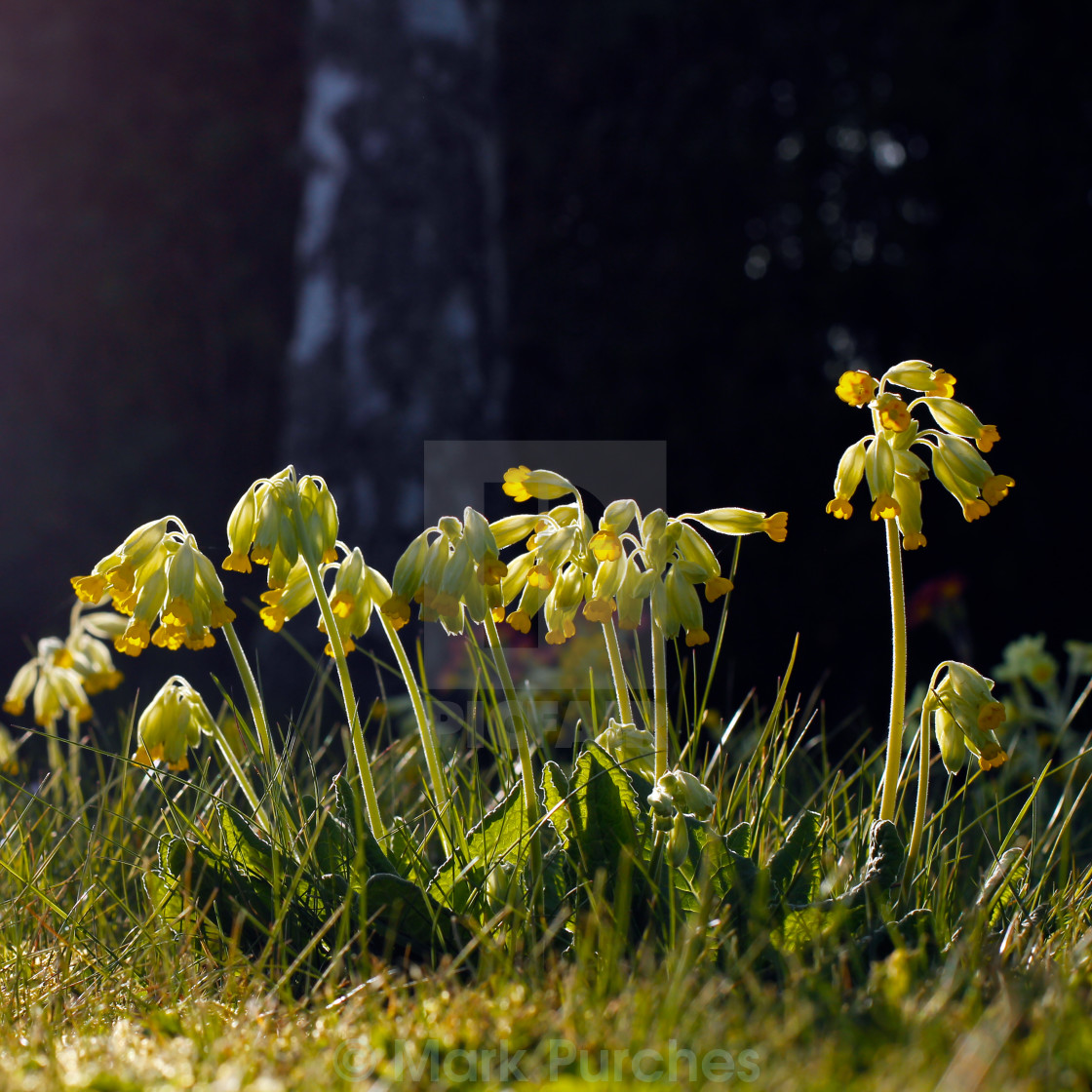 "Cowslip Flowers in Spring" stock image