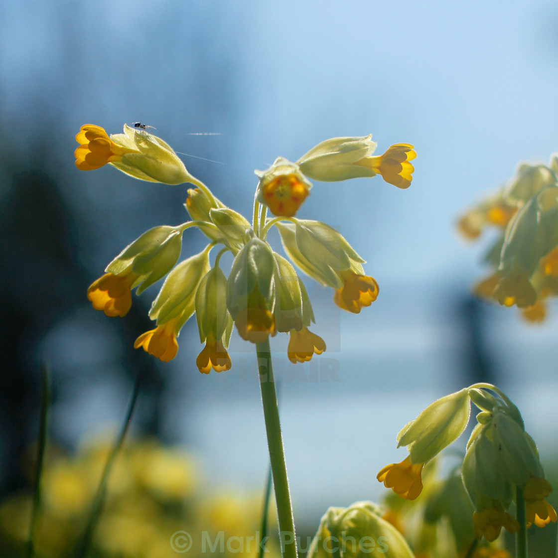 "Cowslip Flowers and Spider in Spring" stock image