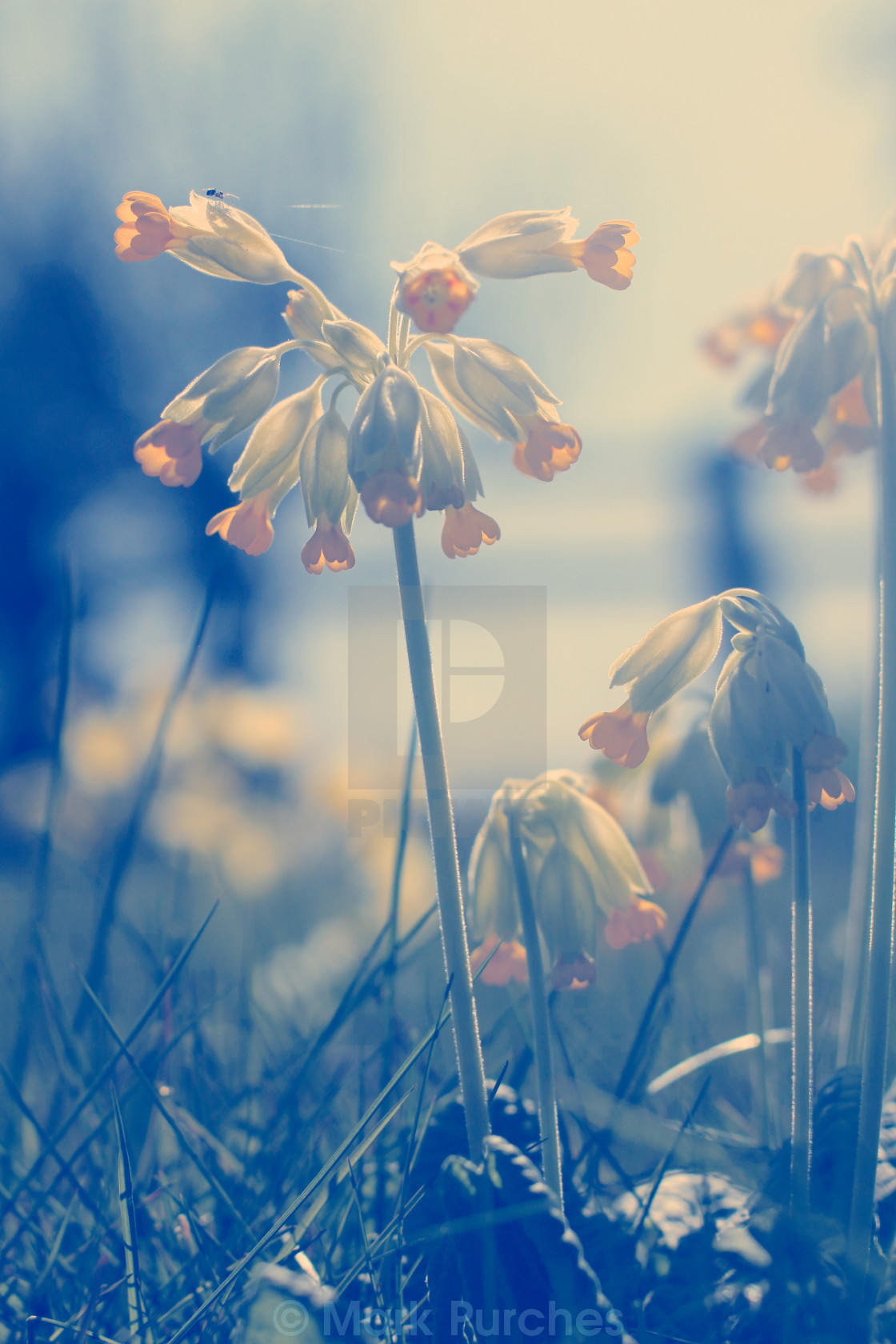 "Cowslip Flowers and Spider in Spring" stock image