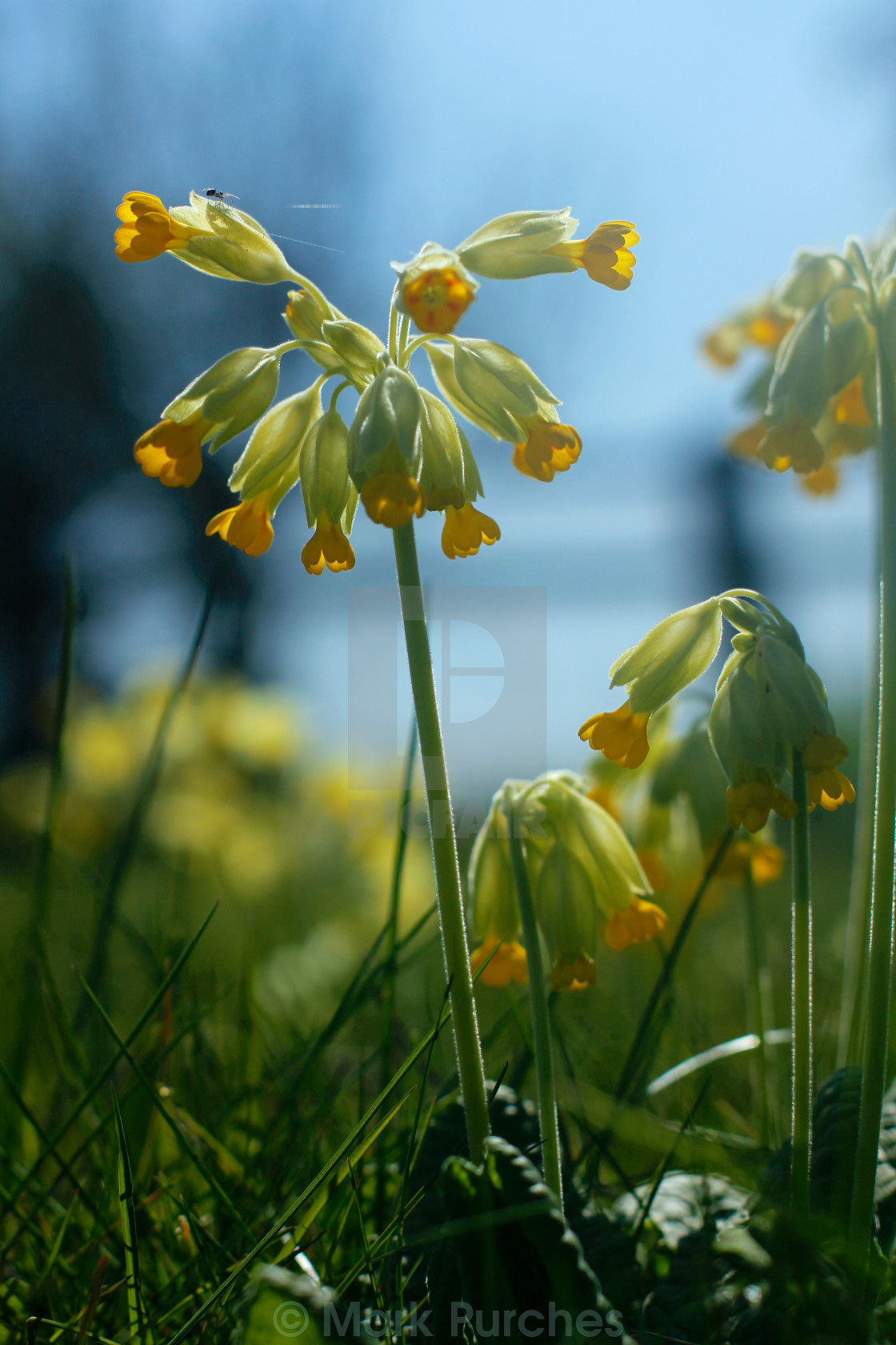 "Cowslip Flowers and Spider in Spring" stock image