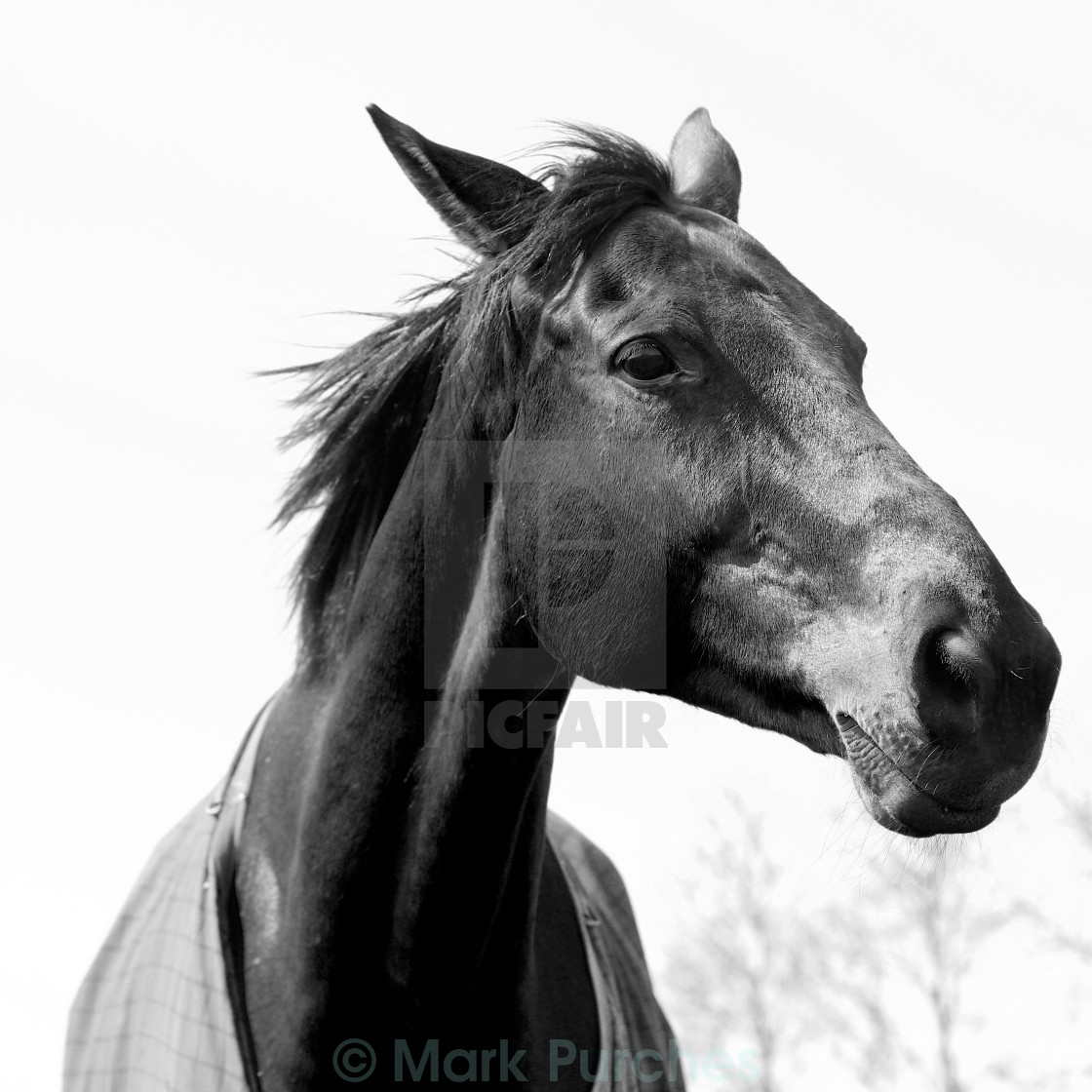 "Black White Elegant Horse Head" stock image