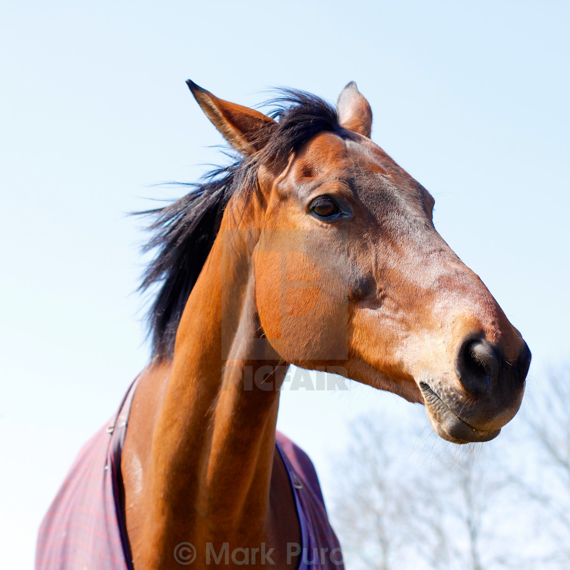 "Elegant Chestnut or Bay Horse Head" stock image