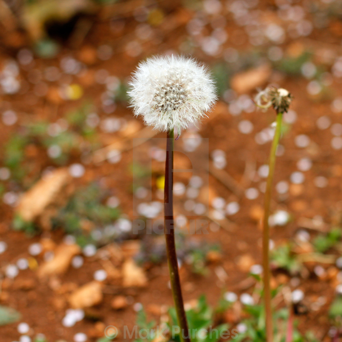 "Spring Dandelion Blow Ball" stock image