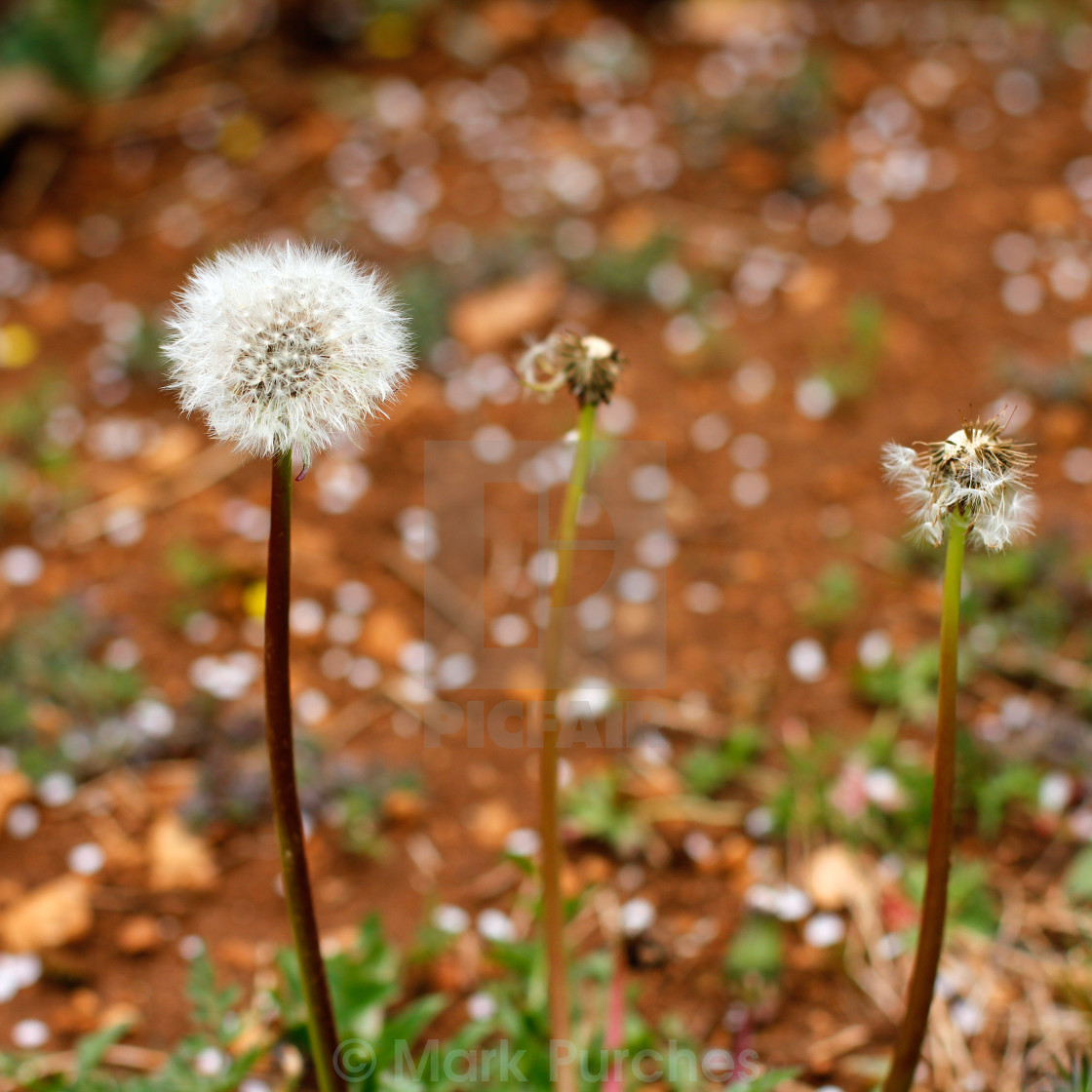 "Spring Dandelion Blow Ball" stock image