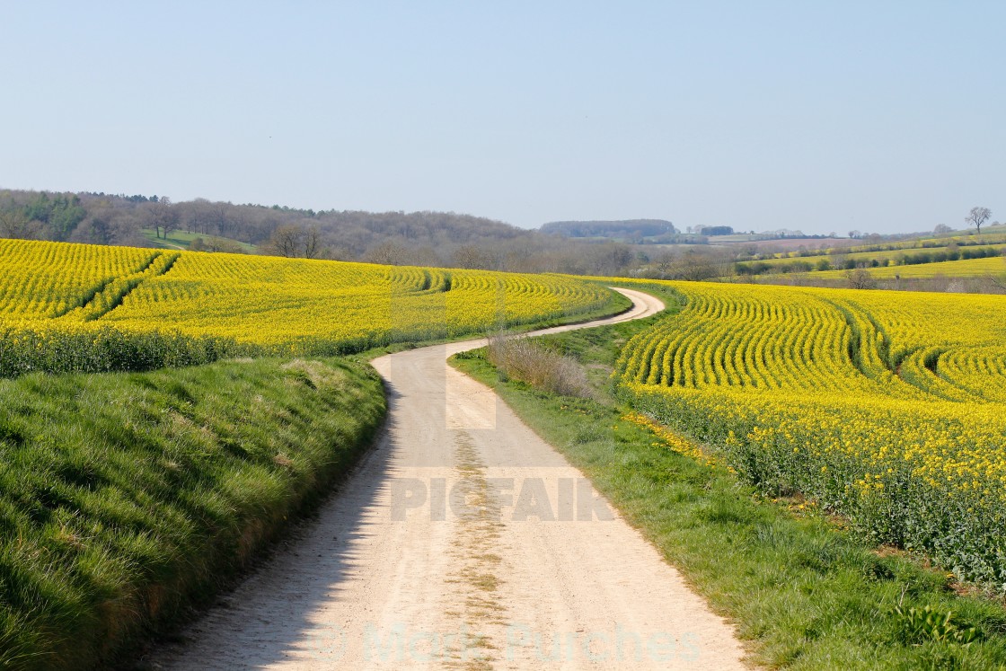 "Long Way - Winding Road Through Yellow Rape Seed Fields" stock image