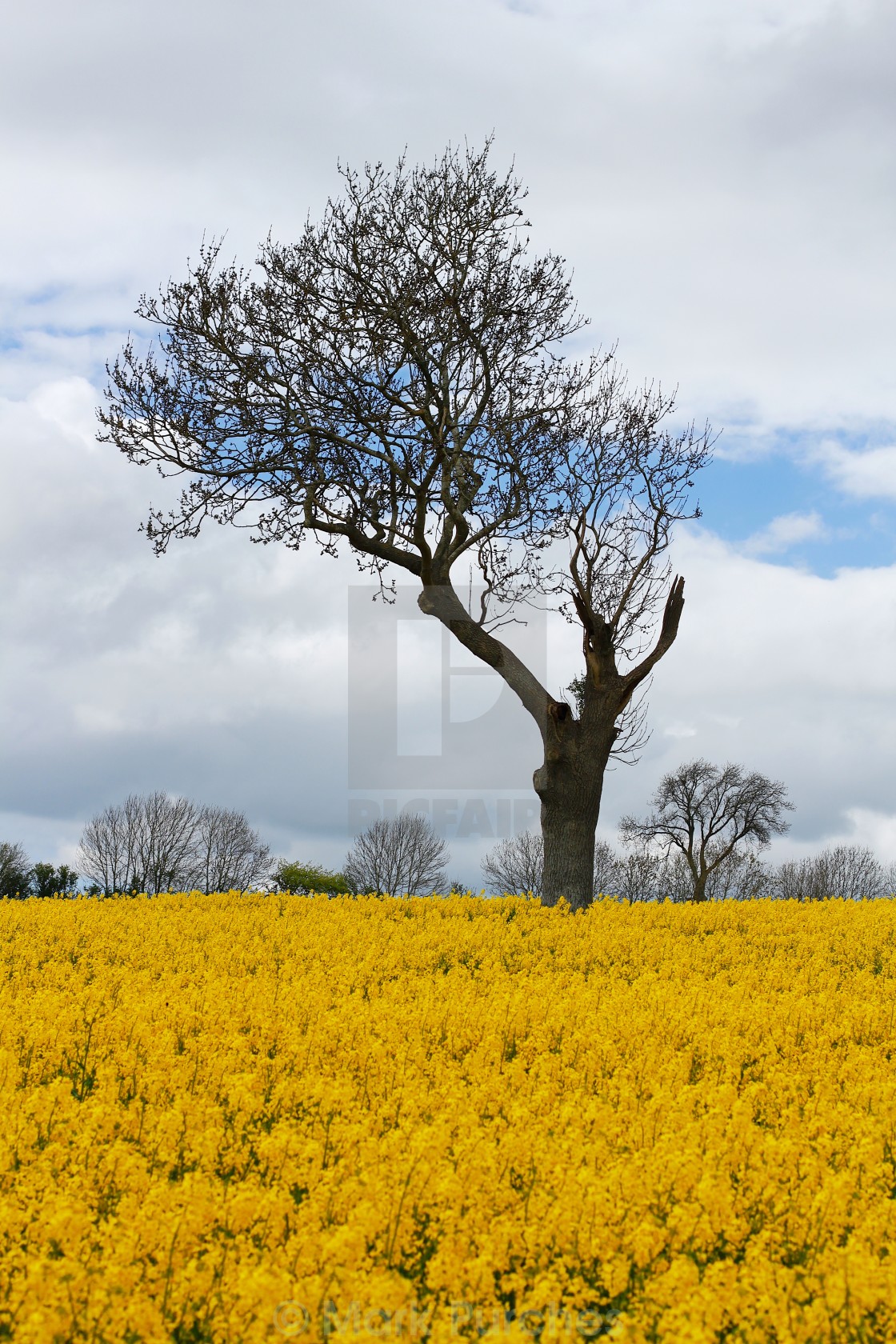 "Unique Tree in Yellow Rapeseed Field" stock image