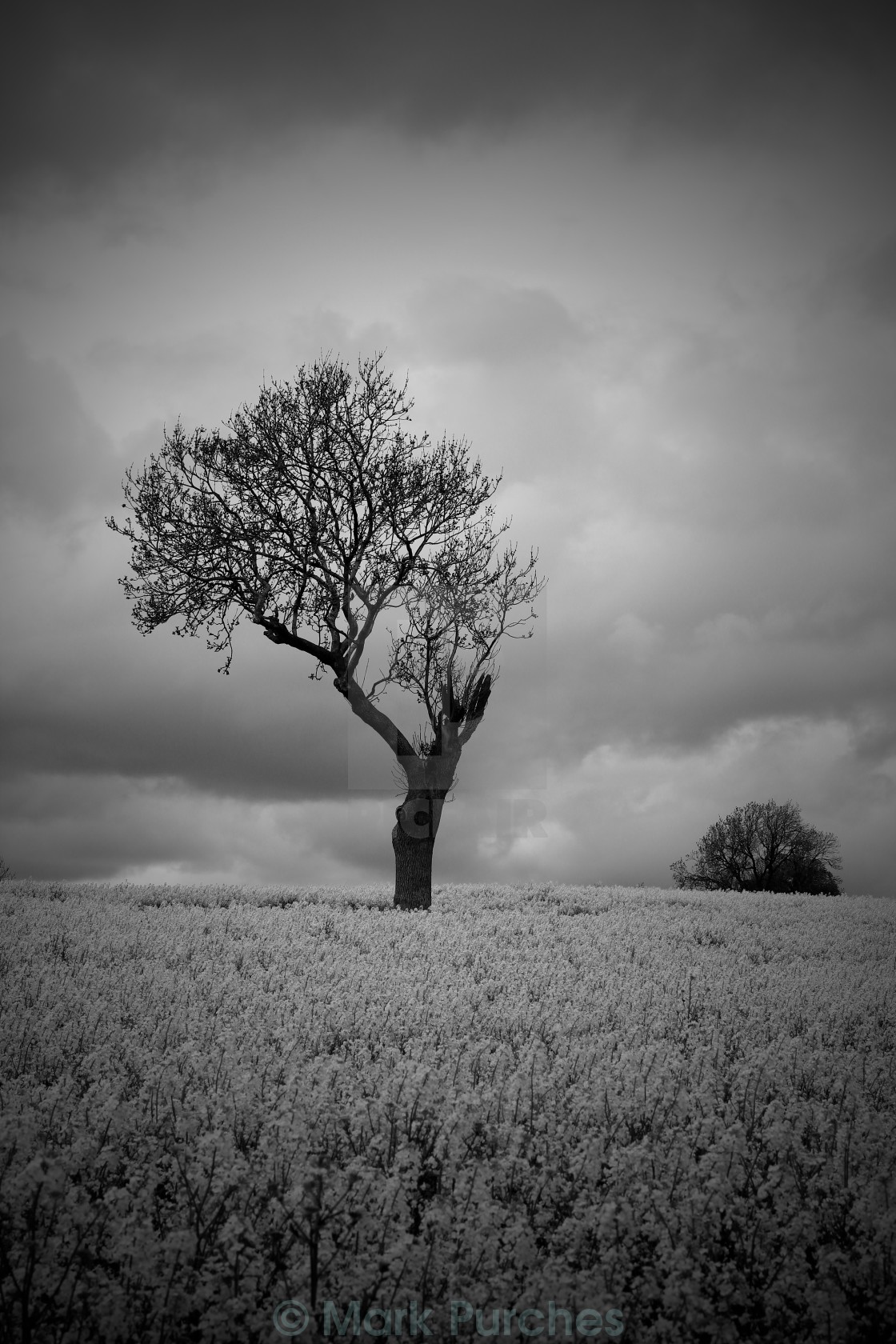 "Black White Moody Atmospheric Tree in Countryside" stock image