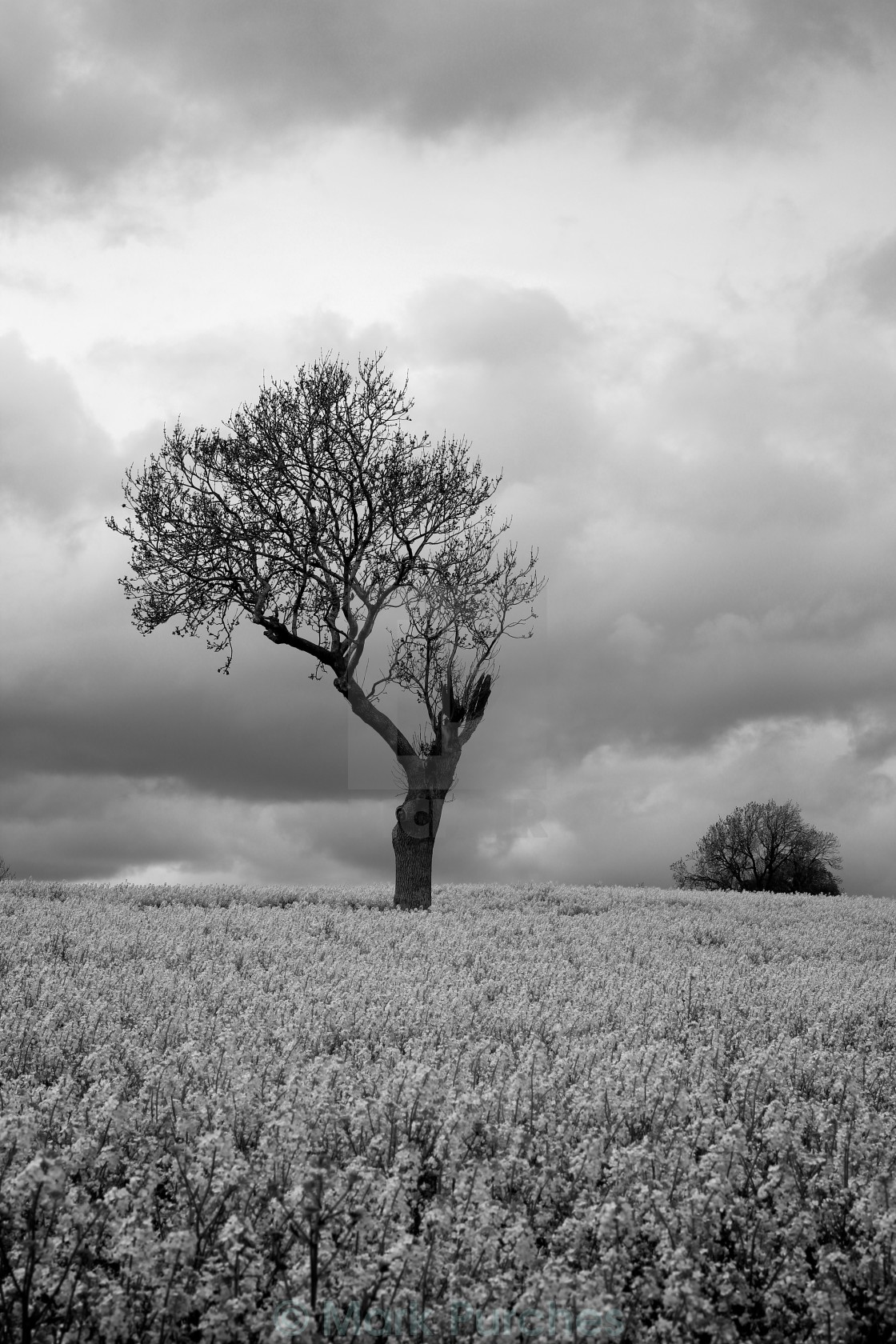 "Black White Moody Atmospheric Tree in Countryside" stock image