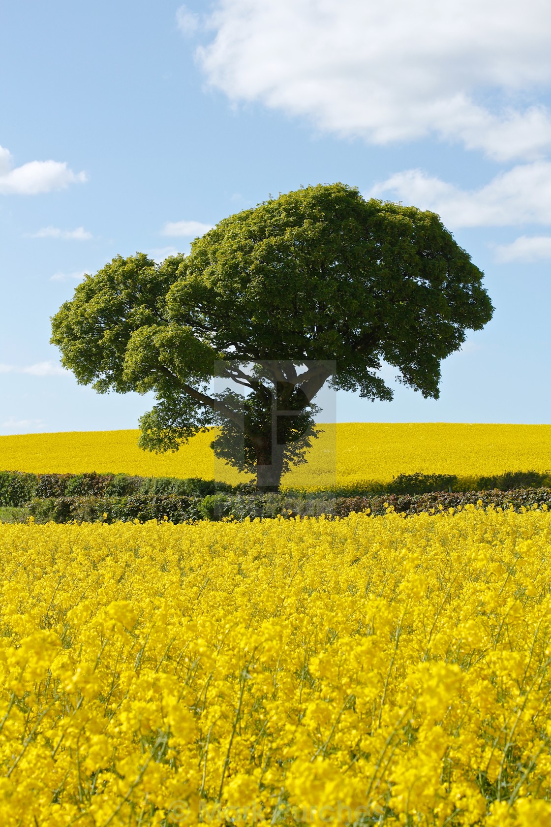 "Green Tree in Bright Yellow Rapeseed Fields" stock image