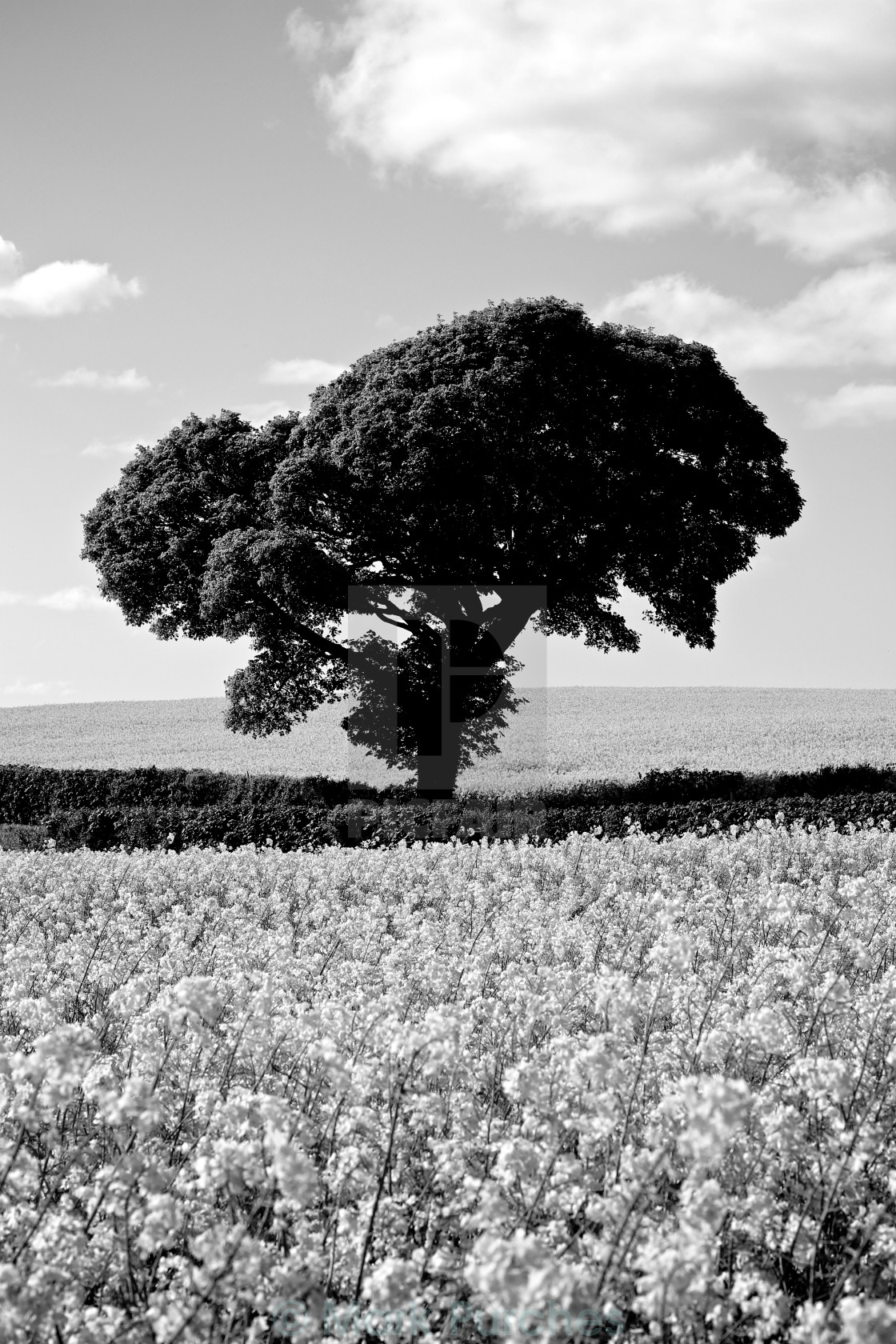 "Black White Tree in Rapeseed Fields" stock image