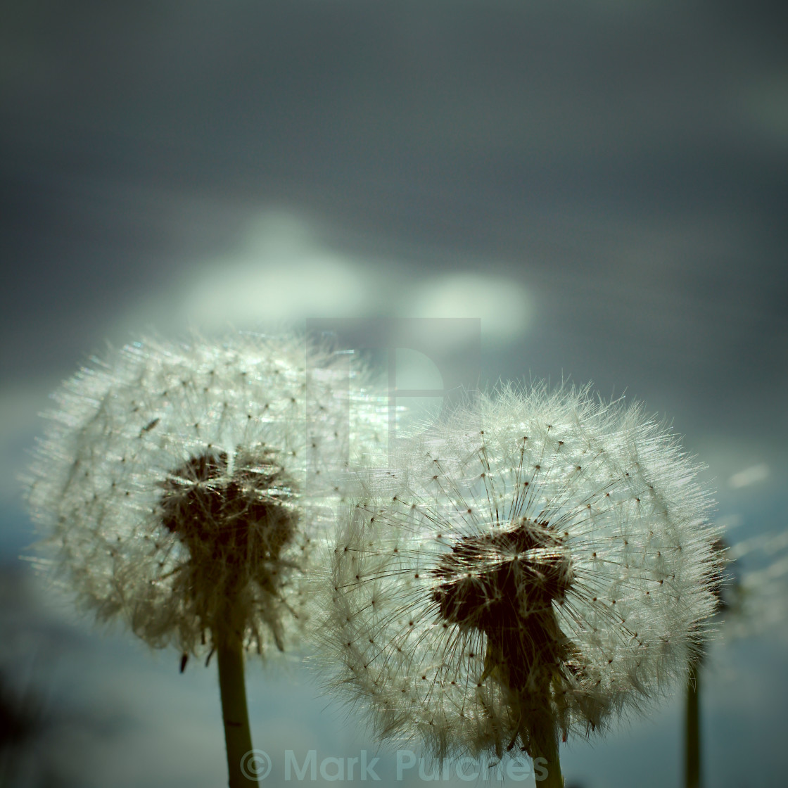 "Two Moody Dandelion Blow Balls" stock image