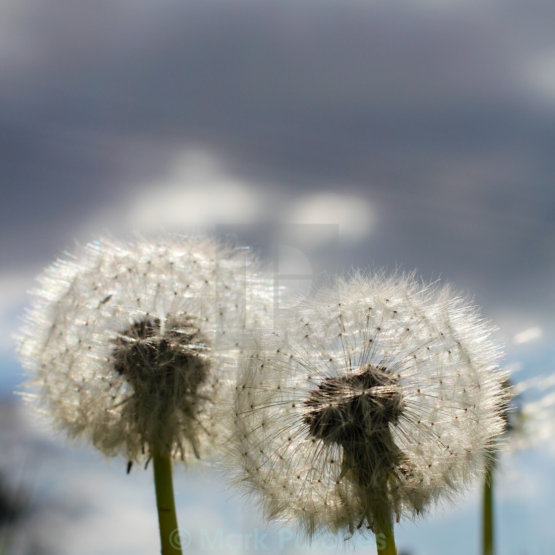 "Two Dandelion Blow Balls" stock image