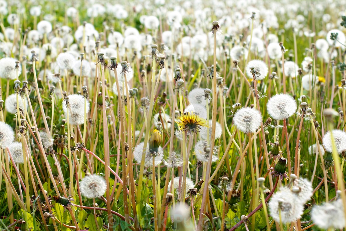 "Dandelions Summer Meadow" stock image