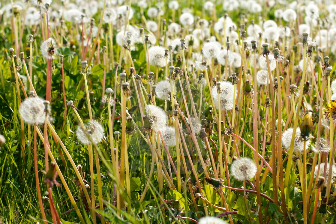 "Dandelions Summer Meadow" stock image