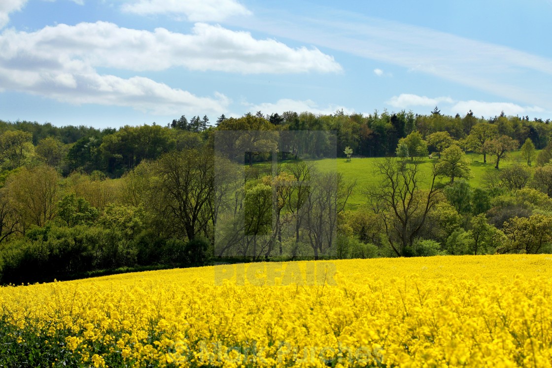 "Cotswolds Rapeseed Field and woodland" stock image