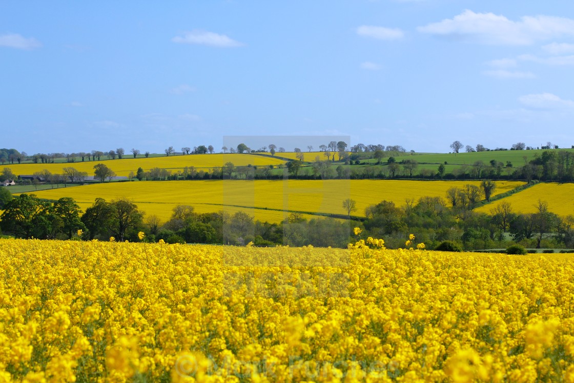 "Canola Rape Seed Fields" stock image