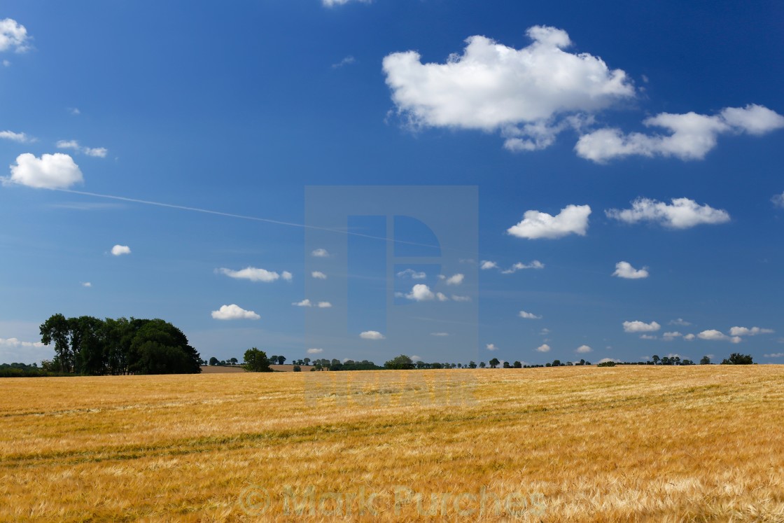 "Large Barley Field & Blue Sky" stock image