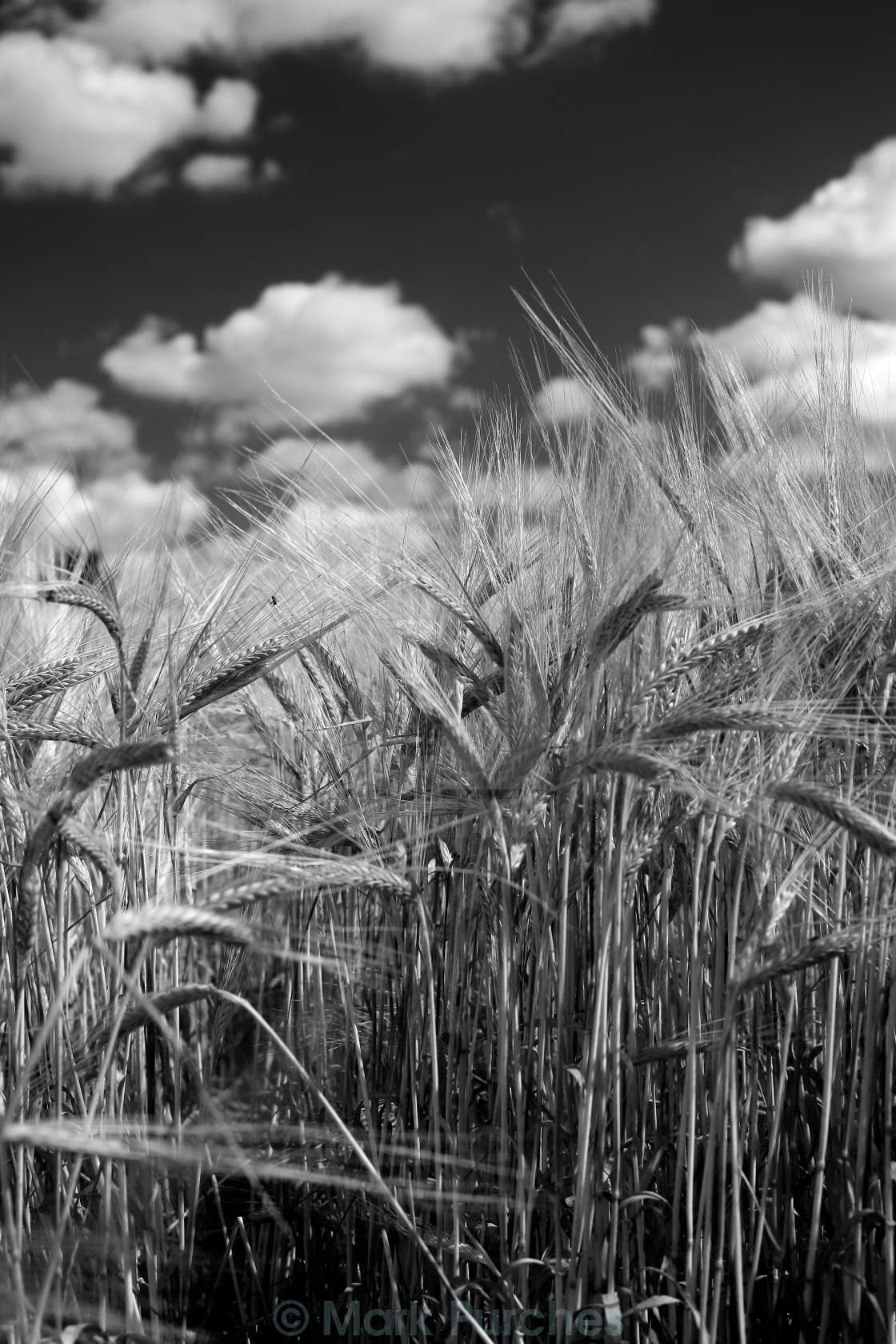 "Tall Barley Crop Plant Detail Black White" stock image